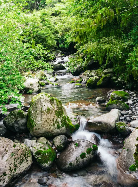 Ένα Ποτάμι Που Ορμά Ένα Καταπράσινο Δάσος — Φωτογραφία Αρχείου