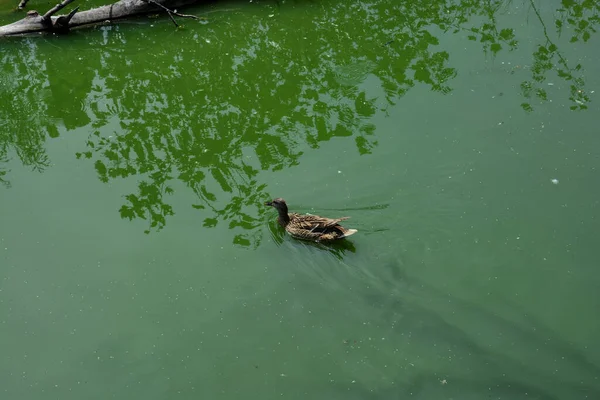 一只鸭子在湖中游泳时拍的空中照片 — 图库照片