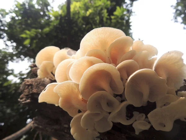 Close Pleurotus Pulmonarius Também Conhecido Como Ostra Indiana Ostra Italiana — Fotografia de Stock