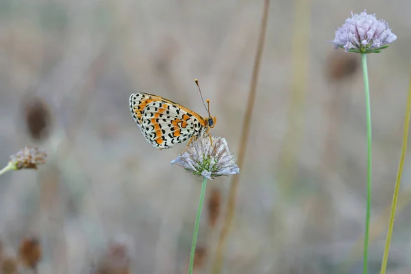 Gros Plan Sur Papillon Fritillaire Tacheté Aux Yeux Bleus Melitaea — Photo