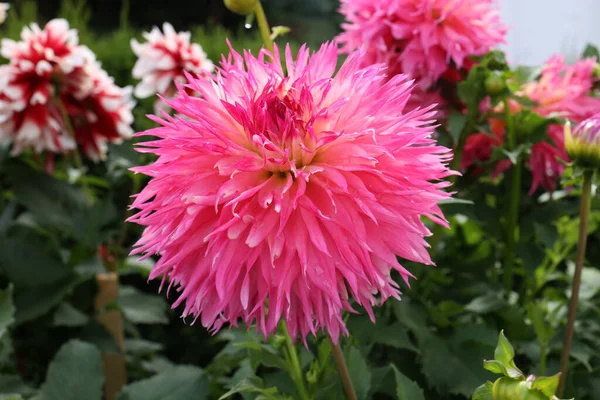 庭で育つ美しいピンクのダリアの花のクローズアップショット — ストック写真
