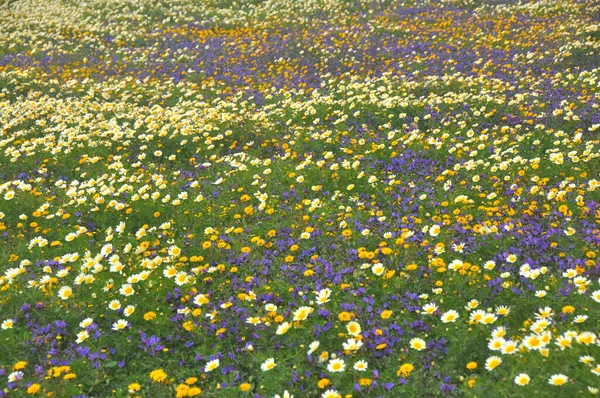Blumenwiese Frühling Auf Der Spanischen Insel Lanzarote — Stockfoto