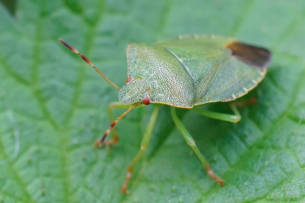 Bahçedeki Yeşil Kalkan Böceği Palomena Prasina Nın Bir Yetişkine Yaklaş — Stok fotoğraf