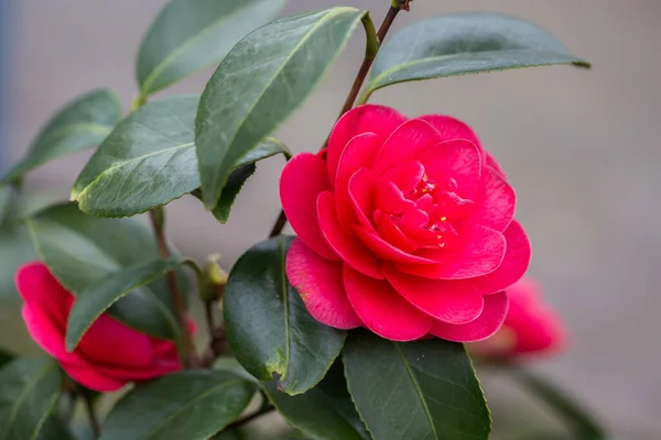 Selektywny Różowy Kameliowy Kwiat Ogrodzie — Zdjęcie stockowe