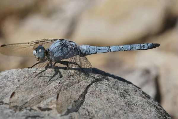Closeup Blue Male Southern Skimmer Dragonfly Orthetrum Brunneum Sitting Stone — Stock Photo, Image