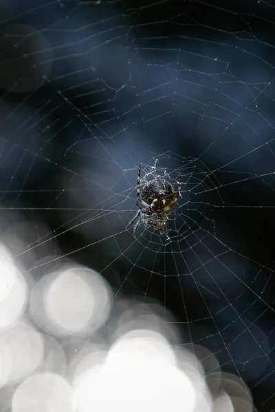 Makro Záběr Pavouka Jeho Pavučině Proti Bokeh Světlům — Stock fotografie