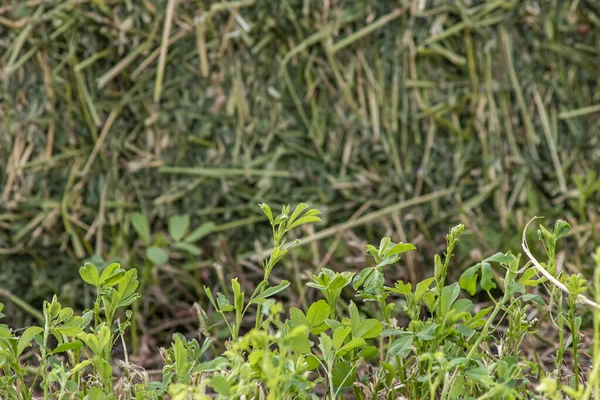 Ein Schnappschuss Der Verschiedenen Arten Von Grünpflanzen Und Strohballen Für — Stockfoto