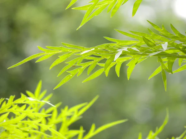 Closeup Sweet Wormwood Artemisia Annua — Stock Photo, Image