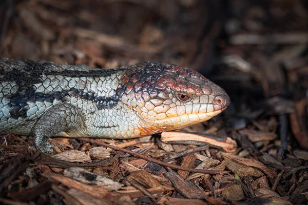 Een Close Van Een Blauwtong Hagedis Dierentuin — Stockfoto