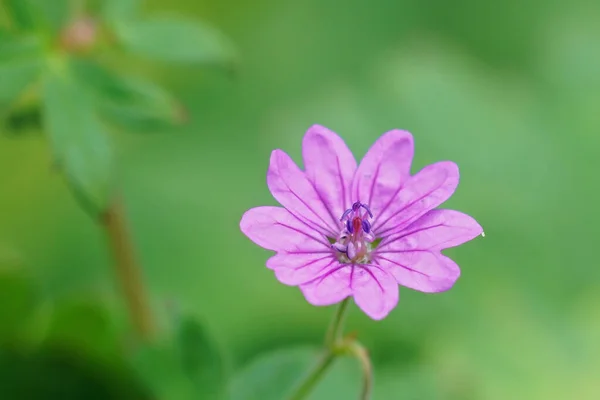Nahaufnahme Auf Einer Rosafarbenen Blüte Des Igel Kranichschnabels Geranium Pyrenaicum — Stockfoto