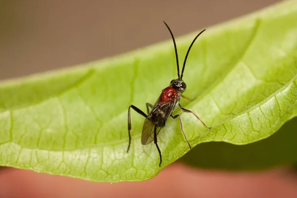 Une Macro Photo Une Guêpe Braconide Sur Une Feuille Plante — Photo