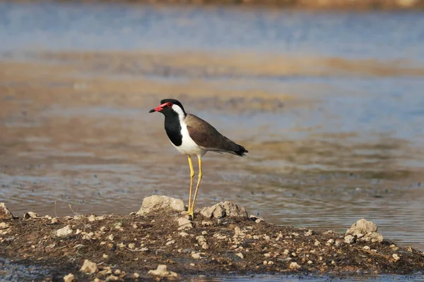 Tiro Perto Pássaro Vanellus Indicus Lago — Fotografia de Stock