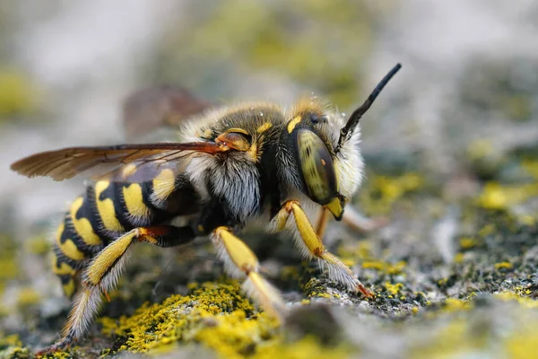 Primeros Planos Detallados Sobre Woolcarder Lot Anthidium Loti Gard Francia —  Fotos de Stock