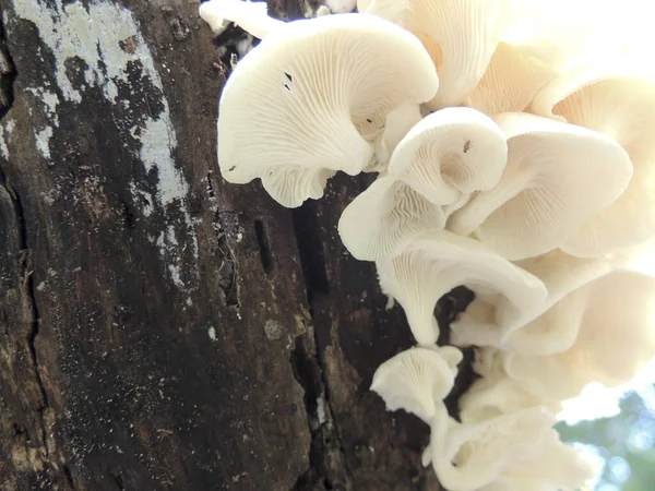 Närbild Pleurotus Pulmonarius Även Känd Som Indisk Ostron Italiensk Ostron — Stockfoto