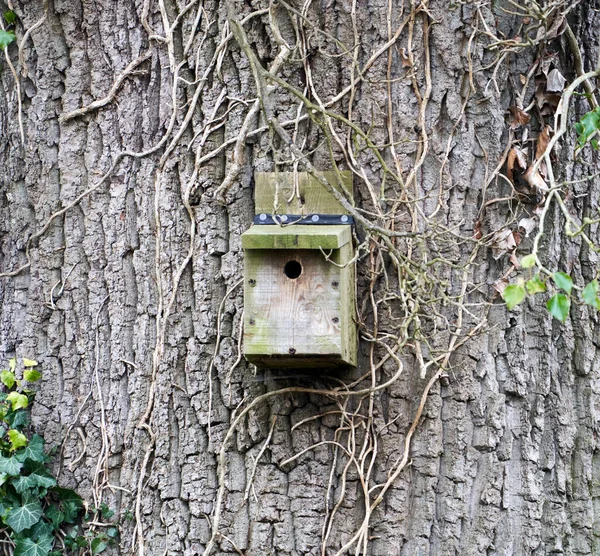 Een Close Van Een Houten Vogelhuisje Aan Boom — Stockfoto