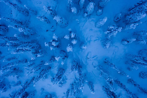 Widok Lotu Ptaka Nad Lasem Pokrytym Śniegiem Noc Polarna Laponii — Zdjęcie stockowe