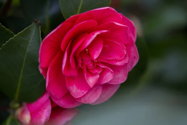 Selektywny Różowy Kameliowy Kwiat Ogrodzie — Zdjęcie stockowe