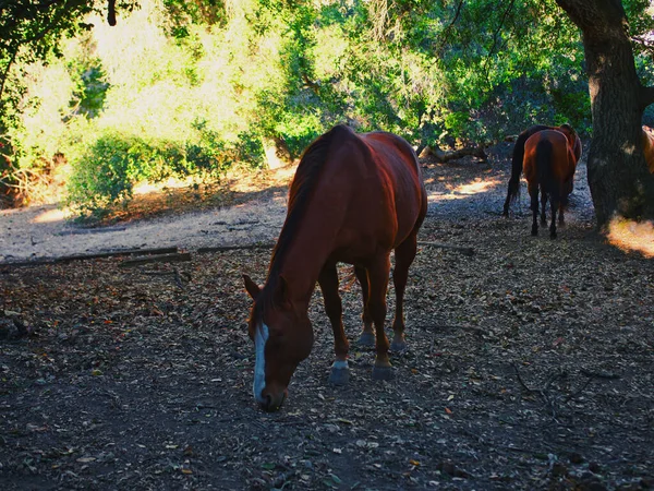 Closeup Shot Horse Grazing Grass Outdoors — Stock Photo, Image