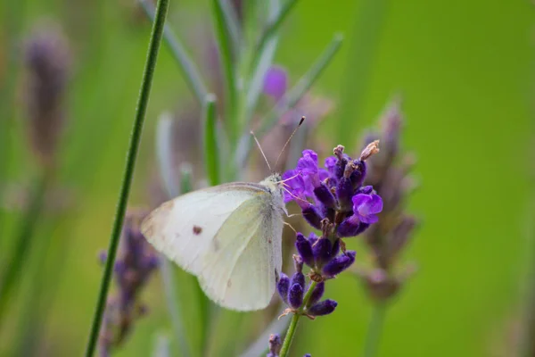 Tiro Macro Uma Bela Borboleta Branca Galho Lavanda — Fotografia de Stock