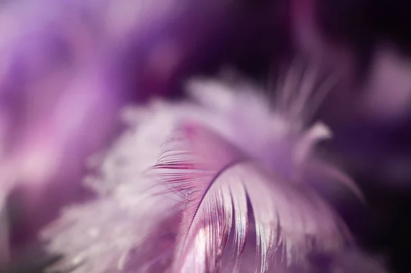 A closeup shot of textured purple feathers on a dreamcatcher