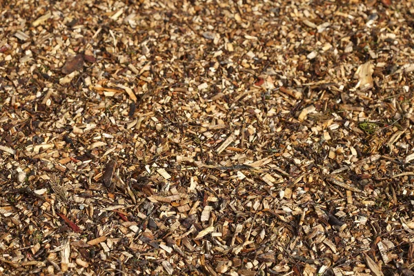 Wood Shavings Ground — Stock Photo, Image