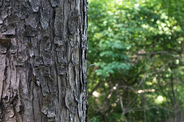 Arka Plan Olarak Gösterilen Meşe Ağacı Gövdesi — Stok fotoğraf