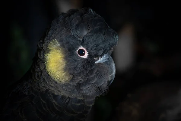 Ένα Κοντινό Πλάνο Ενός Μαύρου Παπαγάλου Κίτρινη Ουρά Ένα Θολό — Φωτογραφία Αρχείου