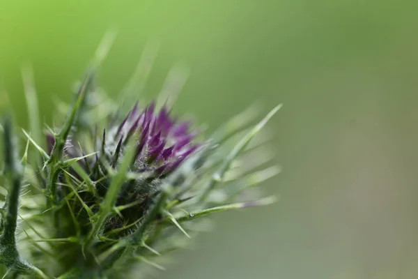 Detailní Záběr Kvetoucí Bodláčí Rozmazaném Pozadí — Stock fotografie