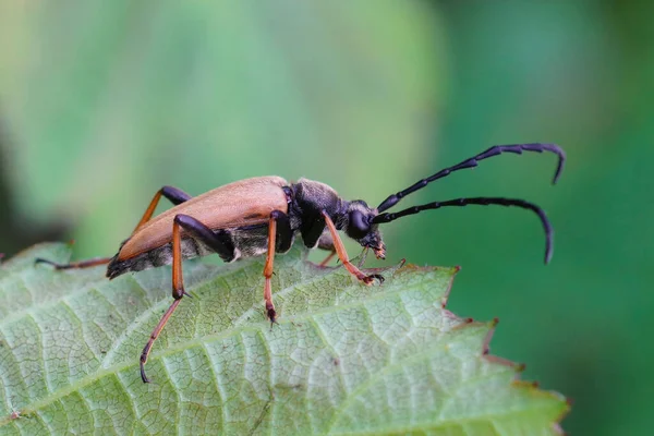 Pendekatan Dari Red Brown Longhorn Beetle Stictoleptura Rubra Pada Daun — Stok Foto