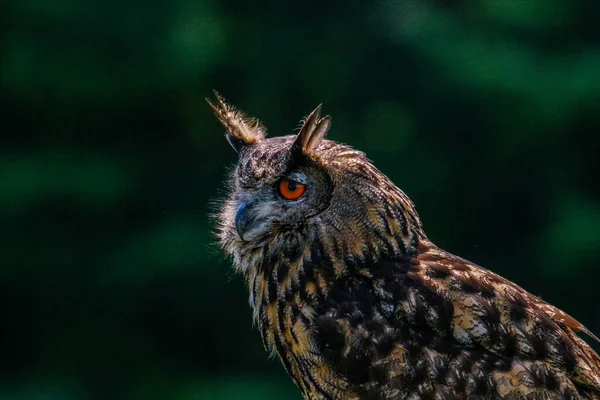 Selektywny Eurazjatycki Orzeł Sowa Bubo Bubo Zieleni — Zdjęcie stockowe