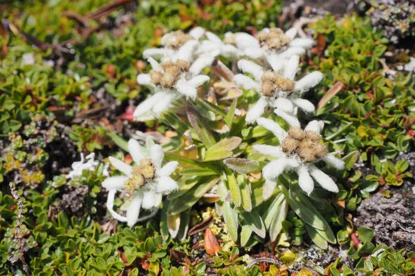 Minuscola Stella Alpina Leontopodium Alpinum Fiore Estinzione Simbolo Delle Alpi — Foto Stock