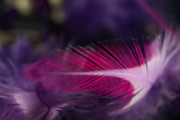 Primer Plano Plumas Moradas Texturizadas Atrapasueños — Foto de Stock