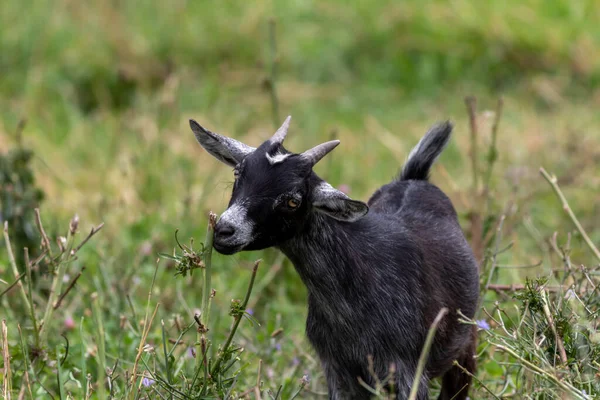 Closeup Shot Black Goat — Stock Photo, Image