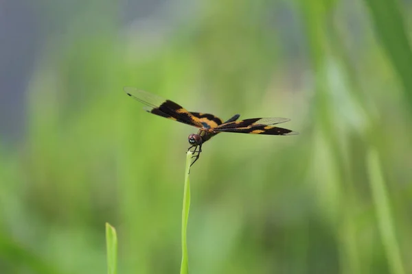 Макро Вапнякової Бабки Rhyothemis Variegata Листочку — стокове фото