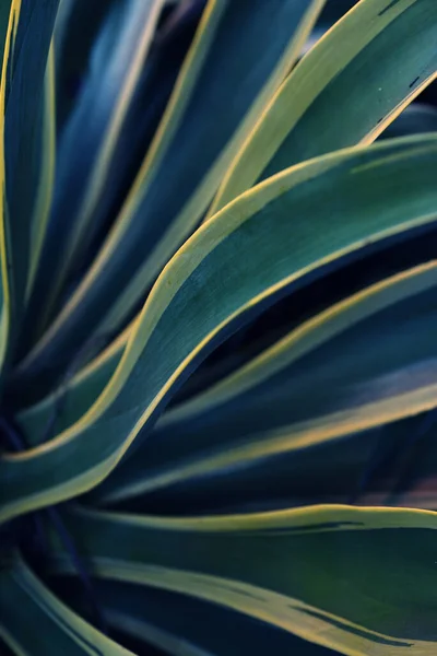 Bir Bitkinin Yeşil Yapraklarının Dikey Görüntüsü — Stok fotoğraf