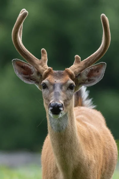 美しい鹿のクローズアップ — ストック写真