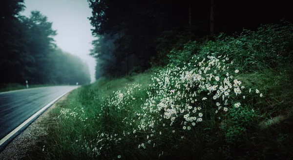 雨の日に道路で美しいデイジーの花の選択的な焦点 — ストック写真