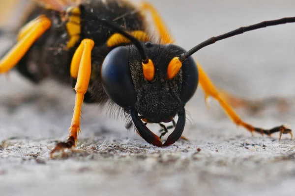 Детальний Склад Голови Ввезеного Молюска Seliphron Spirifex Wasp Гарді Франція — стокове фото