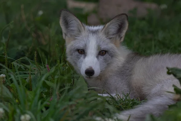 Closeup Shot White Fox — Stock Photo, Image