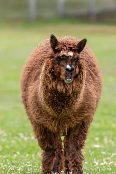 Eine Nahaufnahme Eines Lamas — Stockfoto