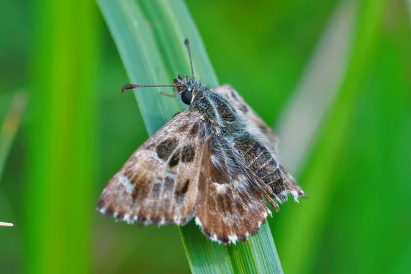 Detailní Záběr Sladového Velitele Motýla Carcharodus Alceae Sedí Trávě Oděný — Stock fotografie