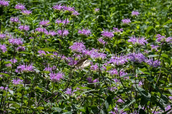 Een Swallowtail Vlinder Monarda Bloemen — Stockfoto