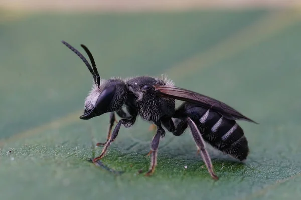 Closeup Male Rare Large Furrow Bee Lasioglossum Majus Typical Massive — Stock Photo, Image