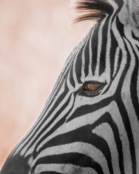 Ein Abstraktes Foto Eines Zebras Südafrikanischen Rietvlei Nature Reserve — Stockfoto