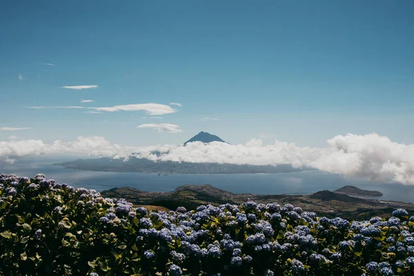 Lindas Flores Hortênsia Azul Fundo Ilha Pico Nas Nuvens Açores — Fotografia de Stock