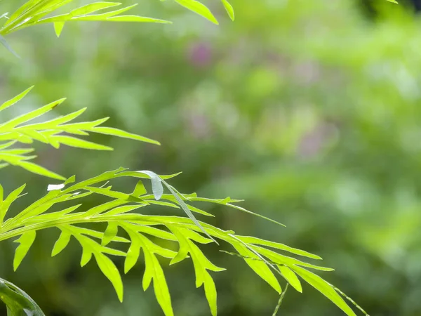 Primer Plano Del Ajenjo Dulce Artemisia Annua — Foto de Stock