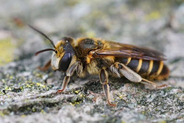 Güneyli Bir Maden Arısının Renkli Kahverengi Dişisine Yakından Bakınca Andrena — Stok fotoğraf