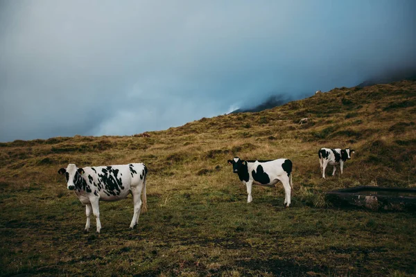 Gado Está Pastando Nas Montanhas Nevoeiro — Fotografia de Stock