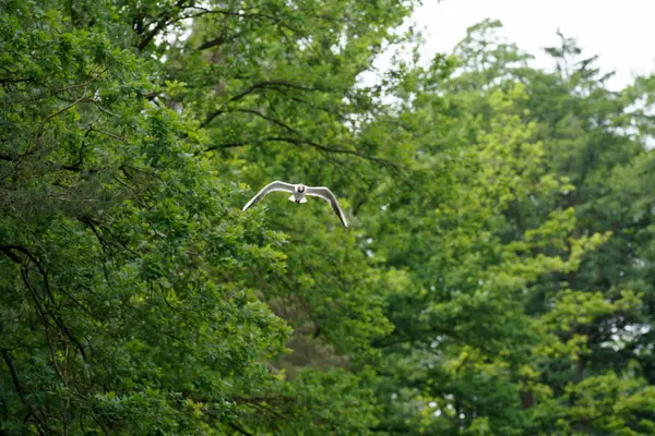 Vit Fågel Flyger Nära Täta Gröna Träden Dyster Dag — Stockfoto