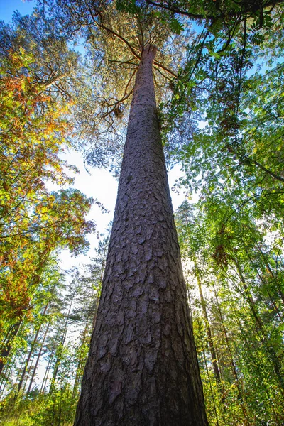 Een Verticale Opname Van Hoge Bomen Met Groene Gele Bladeren — Stockfoto